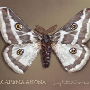 Agapema anona | North American Silk Moth by Tammy Irvine