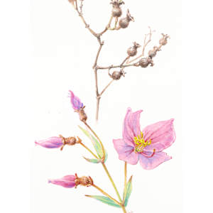 Meadow Beauty by Ellen Fishburne