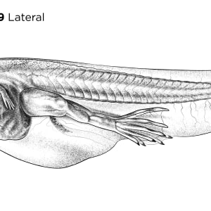 Xenopus laevis, stage NF 59, lateral view by Natalya Zahn