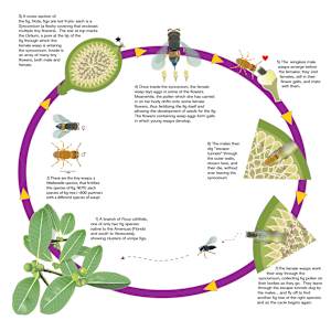 The Circle of Life: Fig/Wasp Symbiosis by Margaret Nelson