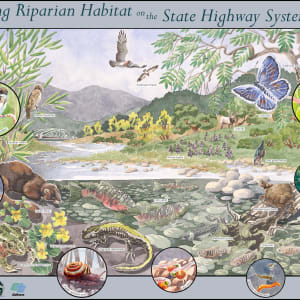 Connecting Riparian Habitat on the State Highway System by Robin Carlson