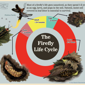 Photinus Pyralis Life Cycle by Gus Rasich