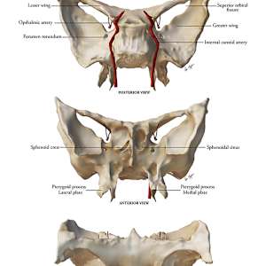 Anatomy of the Sphenoid by Sophia Forystek