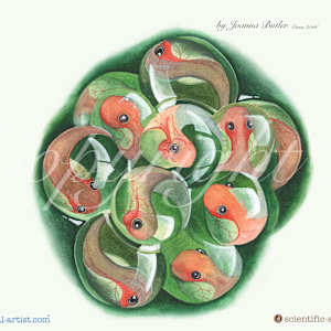 Common frog in watercolour by Joanna Butler, Image 2.