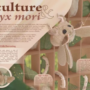 Sericulture & Bombyx mori by Delilah Przybyla