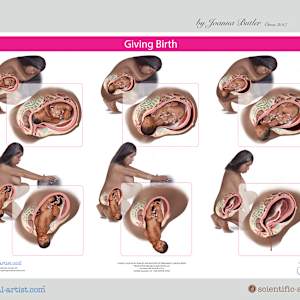Project a range of anatomy charts for Institute of Pregnancy of Labor and Birth by Joanna Butler, Image 7.