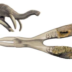Gomphotherium's mandible by Joana Corte-Real, Image 1.