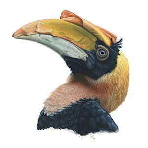 Great Hornbill by Rebecca Gelernter