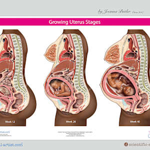 Project a range of anatomy charts for Institute of Pregnancy of Labor and Birth by Joanna Butler, Image 9.