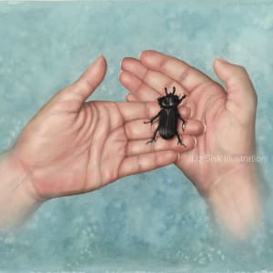 Hands Holding Beetle by Elizabeth Sisk