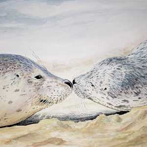Harbor Seals (Phoca vitulina) by Michelle Gates