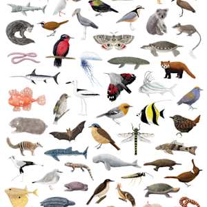 Monotypic Animals by Emerson Harman