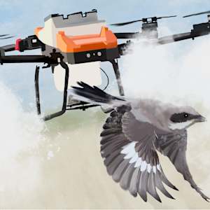Loggerhead Shrike by Kat Haltiner
