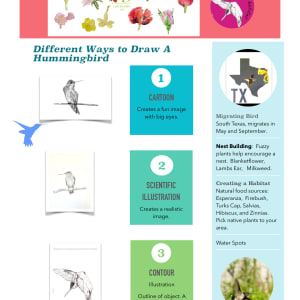 Different Ways to Draw a Hummingbird by Gail Dentler