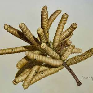 Tornillo Mesquite by Suzanne Hunter