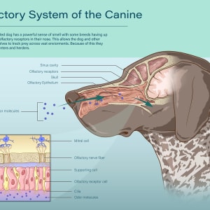 Olfactory System of the Canine by Julianne Thompson
