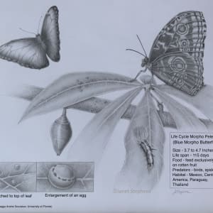Life Cycle of Blue Morpho Butterfly by Janet Stephens