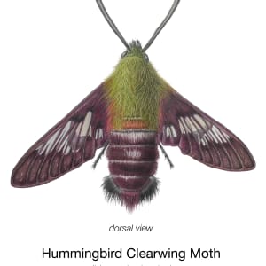 Hummingbird Clearwing Moth Hemaris thysbe by Janet Stephens