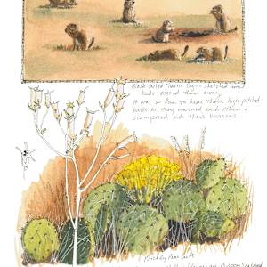 Texas Prairie Dog Observations by Karen Johnson
