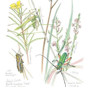 July Prairie Observations by Karen Johnson
