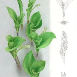 Convallaria majalis - Lily of the Valley by Kathryn Chorney