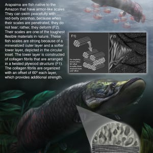 Arapaima Scales: Nature's Engineered Material by Kathryn Lee