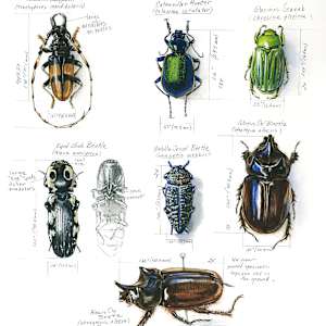 Arizona Beetles by Linda Feltner