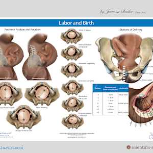 Project a range of anatomy charts for Institute of Pregnancy of Labor and Birth by Joanna Butler, Image 3.