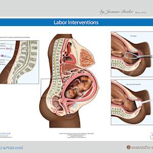 Project a range of anatomy charts for Institute of Pregnancy of Labor and Birth by Joanna Butler, Image 4.