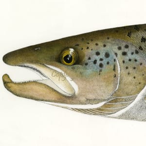 Landlocked Atlantic Salmon Head Study 1 by Stephen DiCerbo