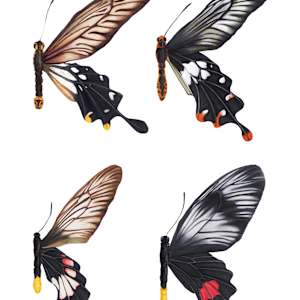 Losaria Coon and Genus by Sachi Sugiyama 