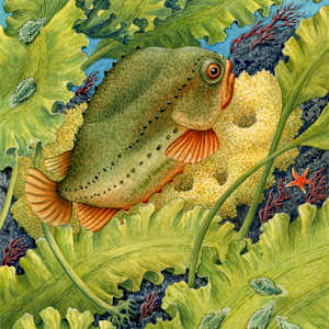 Lumpfish, Eggs, and Juveniles by Carol Schwartz