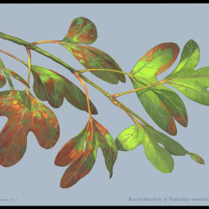 Pabiana variloba branch reconstruction by Michael Rothman