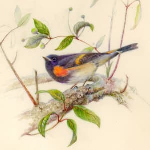 American Redstart by Mary Anne O'Malley