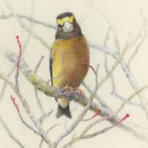 Evening Grosbeak - A Portrait of the Sax Zim Bog by Mary Anne O'Malley