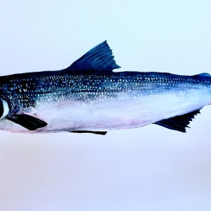 Red Salmon by Monica Loncola