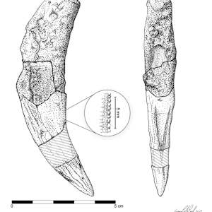 Machairodus aphanistus canine tooth by Joana Corte-Real