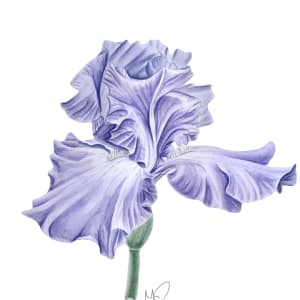 Iris germanica, Bearded Iris by Gail Dentler