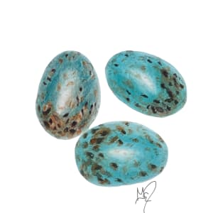 Blue Jay Eggs by Gail Dentler