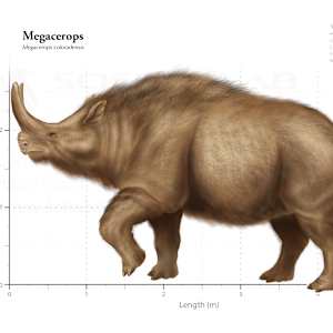 Megacerops size by Rick Simonson