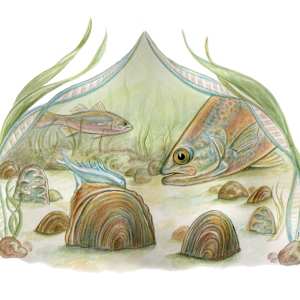Freshwater Mussels with Egg Dispersal Lure by Tamara Clark