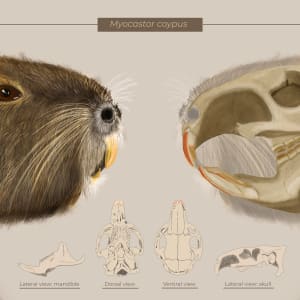 Cranial study of Myocastor coypus by Gloria Fuentes
