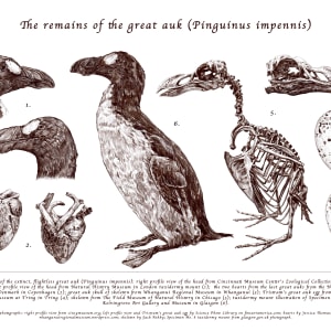 The remains of the great auk (Pinguinus impennis) by Natalija Stojanovic