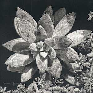 Succulent Divine Drama by Rhonda Nass