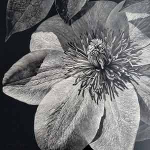 Lustrous Clematis by Rhonda Nass
