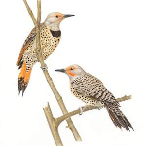 Northern Flickers (Colaptes auratus) by Margaret Trent