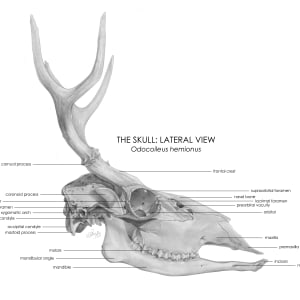 Skull Diagram of Odocoileus hemionus by Quinn Sedig