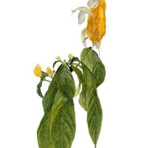 Pachystachys lutea by Gwyn Lewis