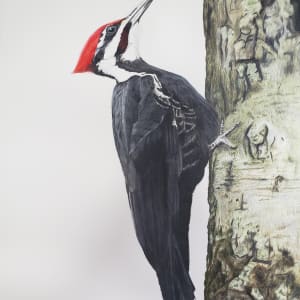 Pileated Woodpecker by Mikhala Griemsmann