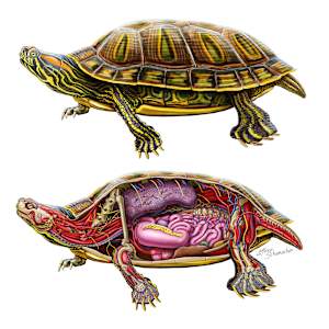 Pond Slider Turtle Anatomy by Mesa Schumacher